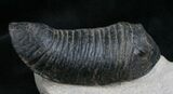 Huge Wenndorfia Trilobite - #8315-4